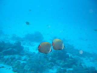 2005/02/06(日) - 3 Dive　No.138 - Anita\'s Reef　[Similan]_a0002177_0404375.jpg