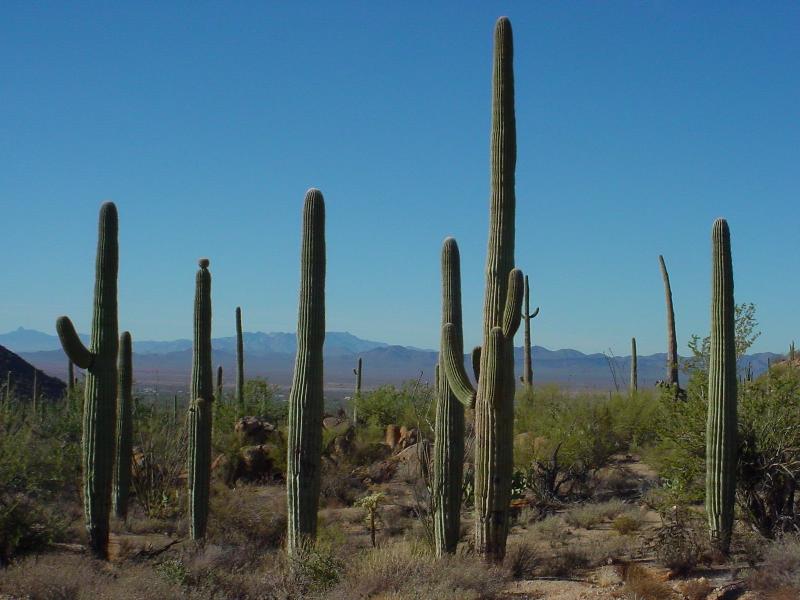 サワロ国立公園（Saguaro National Park）_c0050769_1302015.jpg