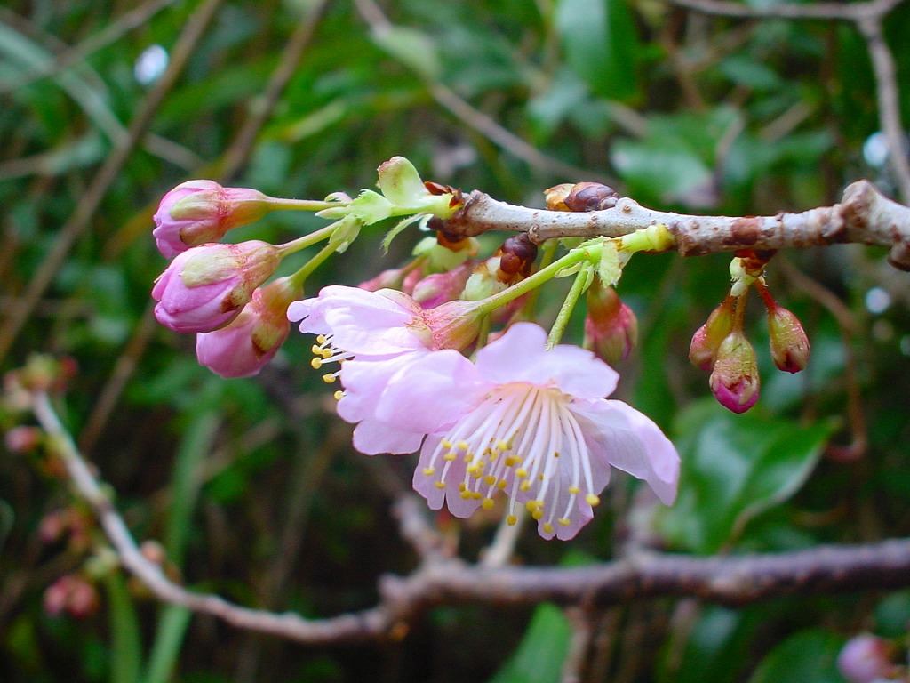 緋寒桜が咲き始めました＼(^o^)／_c0044297_15465087.jpg