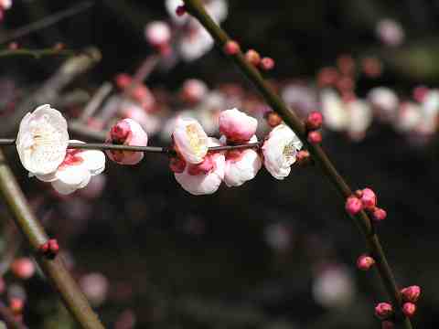 大牟田普光寺と　久留米梅林寺　_b0051299_1547346.jpg