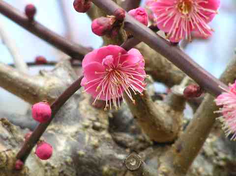 大牟田普光寺と　久留米梅林寺　_b0051299_1548224.jpg