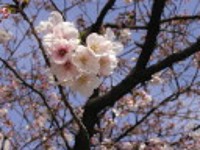 室見川の沿岸の桜_b0013463_21593170.jpg