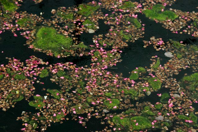 山茶花の花びらが舞い降りました_a0017634_22182748.jpg