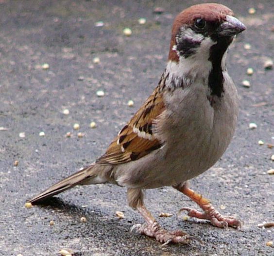 ２すずめ 電線すずめ多数 すずめ スズメ 雀の写真