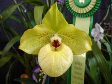 Orchid Show_b0069309_111342.jpg