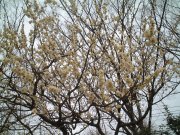 b0031710_9275621.jpg