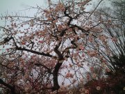 b0031710_9281025.jpg