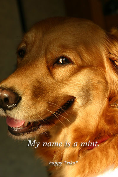 友達の家のお犬様!!　_b0049843_23204289.jpg