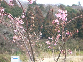 六国見山の河津桜_c0014967_1344591.jpg