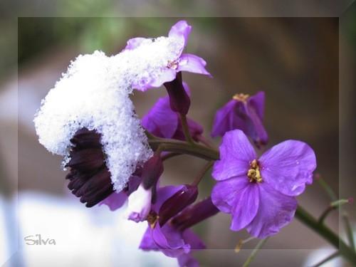 花と雪と雫_c0039974_23475378.jpg