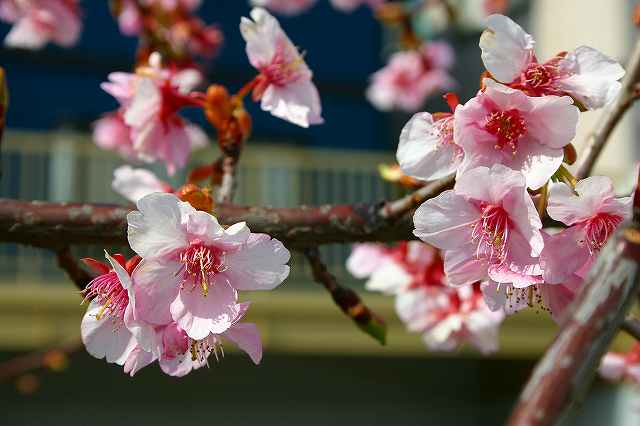 a0002209_12372817.jpg