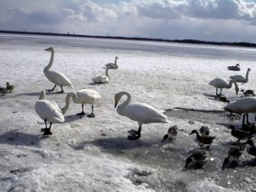 ウトナイ湖の鳥たち_c0060511_20412874.jpg