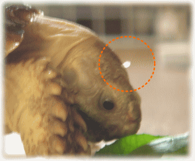b0055276_2345421.gif