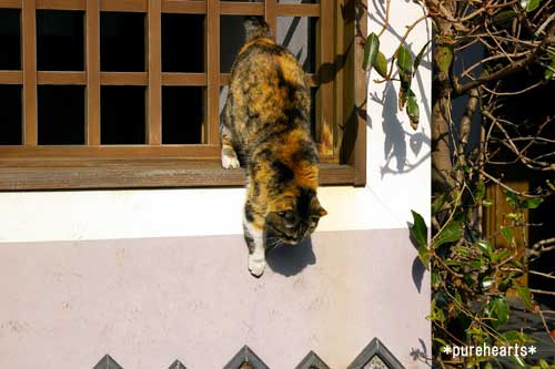 集合～！　（猫の日祭り）_c0052787_20432049.jpg