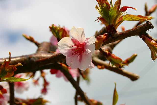 a0002209_1338399.jpg