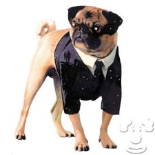 コスプレ犬大集合 プラチン喫茶 コスプレ犬大集合 プラチン喫茶