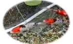 c0063348_7402020.jpg
