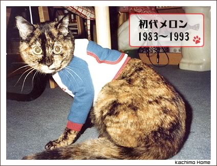 うちの初代猫　長女のメロンさん。_a0028451_14071.jpg