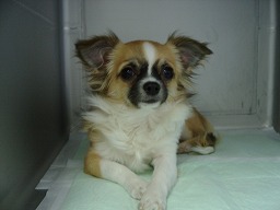 院長の愛犬ぺ・ヨンコ_b0059154_19311496.jpg