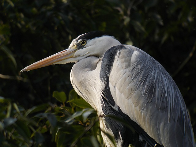 アオサギ　　Grey  Heron/Ardea  cinerea_b0069564_19361474.jpg