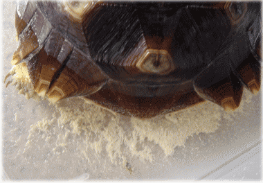 b0055276_033148.gif