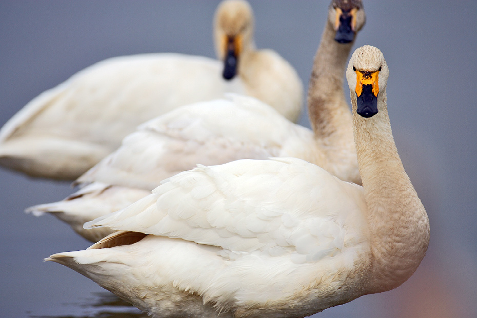 Whistling Swans, Shiga  コハクチョウ_c0034905_2036653.jpg