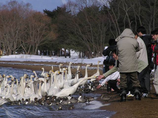 まさしく、白鳥の湖だ_c0023929_803426.jpg