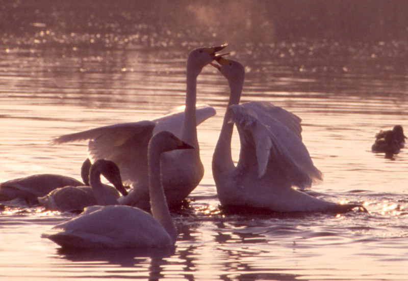 kiss？_a0031821_20113683.jpg