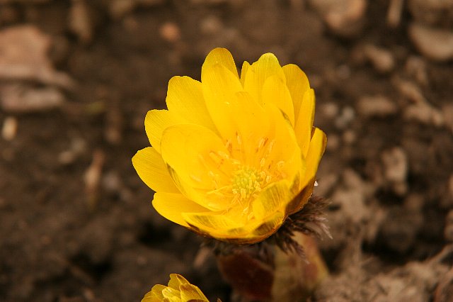 向島百花園にて２月１３日）　　_c0057265_22522189.jpg