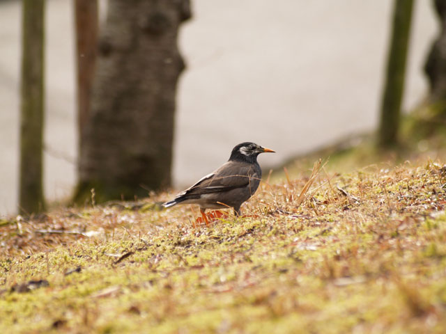 春日池公園_c0067303_2003652.jpg