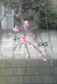 a0013905_23393236.jpg