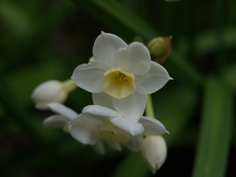 花の季節は長い?_b0071106_1955388.jpg