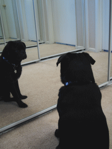 b0035453_10243164.gif
