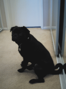 b0035453_10264818.gif
