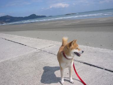身震いするほどの 番犬ハナとmix犬サクのおさんぽ毎日 身震いするほどの 番犬ハナとmix犬サクのおさんぽ毎日