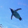 ペンギンは空を飛ぶんです！！_c0048789_20164925.jpg