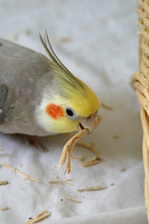 IKEAのカゴで遊ぶ桜丸_a0024013_014729.jpg