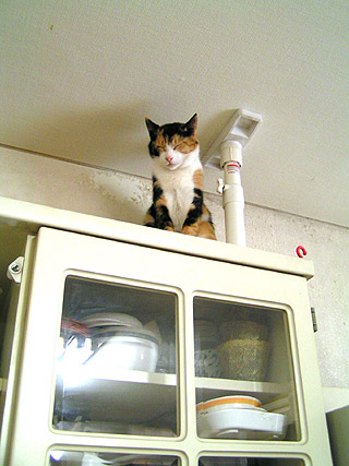 食器棚の上で居眠りするミツマメ_a0028451_159485.jpg