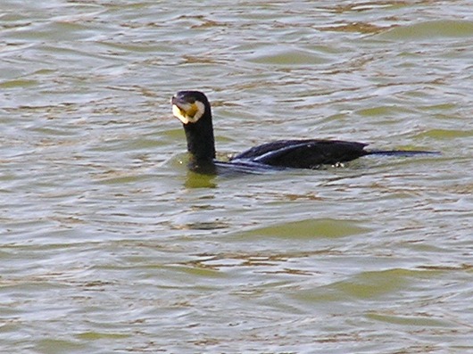 a0018655_1135999.jpg