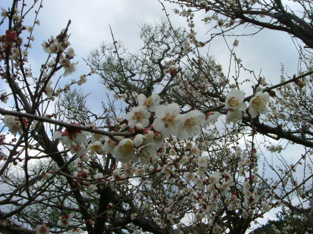 b0055171_21391893.jpg