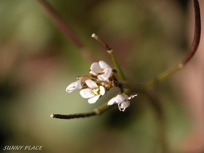 野の花・白　- 京王百草園周辺_c0027027_21161868.jpg