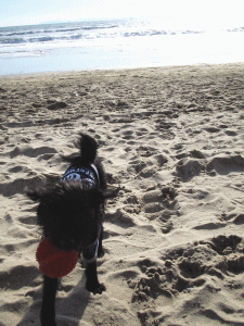 b0035453_1314411.gif