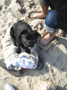 b0035453_1330275.gif