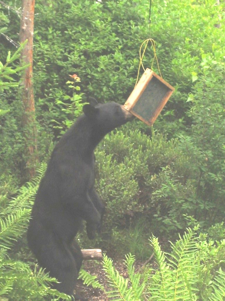 c0063385_17278.jpg