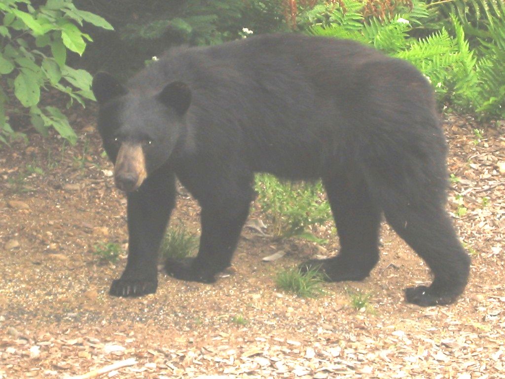 c0063385_17925.jpg
