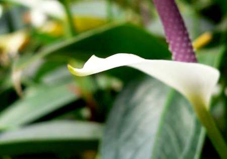 Anthurium_c0066392_20172885.jpg