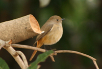 ■2月イベント・「鳥たちと遊ぶ」_b0049307_19565361.jpg