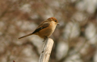 ■2月イベント・「鳥たちと遊ぶ」_b0049307_19581578.jpg