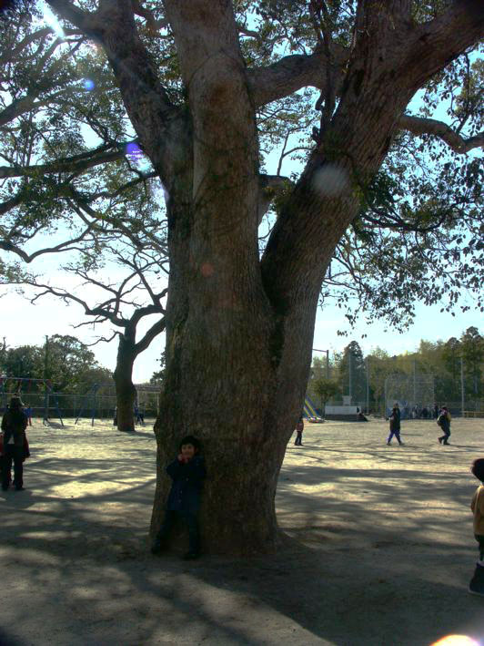 クスノキ_b0060239_9404957.jpg