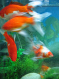 gold fish_b0016054_1905366.jpg